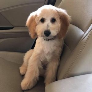 Meet your Posher, Shelly